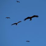 La migración de las aves, protagonista de un septiembre de altura