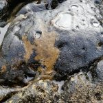 La Junta aclara que la película viscosa aparecida en Bolonia se debe a la acción de una cianobacteria y no a un vertido de hidrocarburos