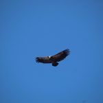 Cazalla incrementa sus visitas durante el mes de septiembre con la despedida de las aves migratorias