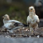 Andalucía se incorpora al programa europeo de cría del alimoche para evitar su extinción