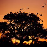En el Día Mundial de las Aves Migratorias, Andalucía pone en valor su riqueza ornitológica