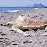 La Junta liberó 10 tortugas marinas en 2019 tras su recuperación física