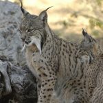 La población de linces en Andalucía crece un 3,6% hasta situarse en los 461 ejemplares