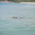 Liberada una tortuga boba en Los Lances tras su recuperación en el Cegma de Algeciras