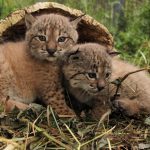 Andalucía cuenta con 9 cachorros más de lince ibérico nacidos en el centro de La Olivilla