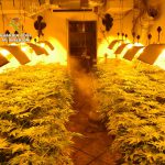 La Guardia Civil detiene a 4 personas y desmantela en San Roque y Algeciras dos plantaciones “indoor” de marihuana