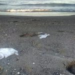 Verdemar celebrará el Día Mundial del Medio Ambiente con la acción «De plásticos hasta el cuello»