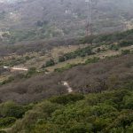 Verdemar va solicitar a la Dirección General de Medio Ambiente de la Comisión Europea la puesta en marcha de una mesa sobre la seca del alcornocal