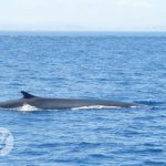 Salto de ballena y migración, avistado por Marina Blue por tierra y mar, en el Estrecho
