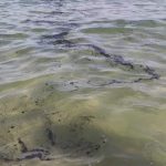 Verdemar se lamenta y pide el fin a los vertidos de hidrocarburos en la Bahía de Algeciras