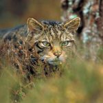 Andalucía asesora como experto en el programa de cría en cautividad del gato montés de Escocia