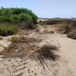 Verdemar Ecologistas en Acción denuncia el deterioro de las dunas de Guadarranque por el uso de maquinaria en la limpieza