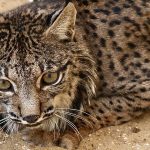 El lince errante de Rociana del Condado lince