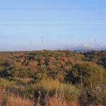Verdemar Ecologistas en Acción alerta del aumento de la ‘seca’ en Los Alcornocales