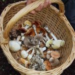 Gran acogida de la Ruta y Taller Micológico del Pinar en su primer fin de semana