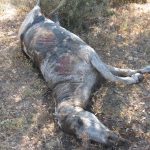 La Guardia Civil investiga a un vecino de La Línea por 12 delitos de maltrato animal