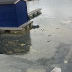 Verdemar denuncia la presencia de aguas fecales y aceite en el Puerto Deportivo Marina Alcaidesa