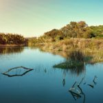 La Estación Ambiental Madrevieja registra 139 especies de aves y 21 de mamíferos en 2020 San Roque Cepsa