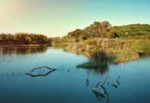 Fundación Cepsa celebra el Día del Medio Ambiente a través de la acción directa y la educación ambiental San Roque Cepsa