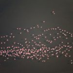 Casi 555.000 aves acuáticas de 101 especies invernan en los humedales de Andalucía humedales de Andalucía