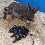 Verdemar termina la primera parte de la recaudación de donativos para El Refugio del Burrito Fauna