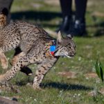 La Junta libera cinco linces en 2020 para facilitar el intercambio genético y reforzar la población Fauna