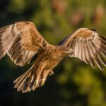 El águila imperial ibérica reina en Andalucía