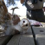 Fundación Cepsa libera 25 lechuzas desde el inicio del proyecto de recuperación de la especie en Madrevieja