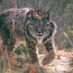 La población del lince en Andalucía crece un 10,7% y alcanza el récord de 506 ejemplares