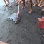 Las medusas vinieron para quedarse, hay que aprender a convivir con ellas