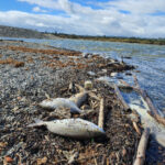 Cientos de peces se mueren por falta de oxígeno en la desembocadura del río Guadiaro