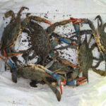 Verdemar solicita a la Junta que controle una nueva especie invasora en las marismas del rio Guadiaro