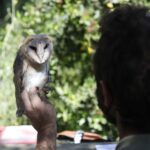 El proyecto de recuperación de lechuzas en Madrevieja, compromiso de Fundación Cepsa con la biodiversidad