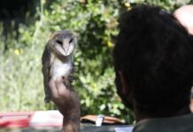 El proyecto de recuperación de lechuzas en Madrevieja, compromiso de Fundación Cepsa con la biodiversidad