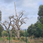 Verdemar denuncia la ‘corta’ de alcornoques centenarios en Sotogrande