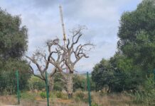 Verdemar denuncia la ‘corta’ de alcornoques centenarios en Sotogrande