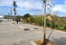 Plantada la segunda remesa de árboles donados por Cepsa, 150 ejemplares de varias especies