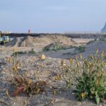 Verdemar pide a Costas que tenga precaución con los trasvases de arena en la duna de la playa en el levante de La Línea