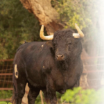 El Toro del Aguardiente cierra mañana lunes la Feria Real 2022