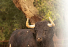 El Toro del Aguardiente cierra mañana lunes la Feria Real 2022