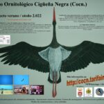Censos en migración postnupcial de cigüeña negra en el Estrecho