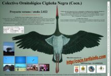 Censos en migración postnupcial de cigüeña negra en el Estrecho