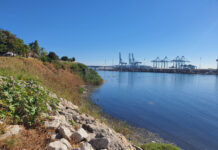 Denuncian que la dársena pesquera es una ‘cloaca a cielo abierto’ en Algeciras