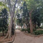 Verdemar tiene indicios de que Algeciras pretende cortar la mayoría de los árboles del parque María Cristina