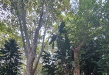 Verdemar tiene indicios de que Algeciras pretende cortar la mayoría de los árboles del parque María Cristina