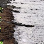 La Diputación destinará este año 262.000 euros a sufragar los gastos de eliminación del alga invasora en el litoral