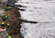 La Diputación destinará este año 262.000 euros a sufragar los gastos de eliminación del alga invasora en el litoral