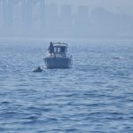 Verdemar denuncia que la pesca ilegal en la Bahía está dañando al delfín común