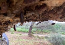 Agaden solicita a la dirección de Los Alcornocales información sobre las medidas para controlar plaga de lagarta peluda