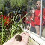 FOTOS | Fundación Cepsa y Ornitour ponen en marcha un proyecto para recuperar el galápago europeo en el Campo de Gibraltar